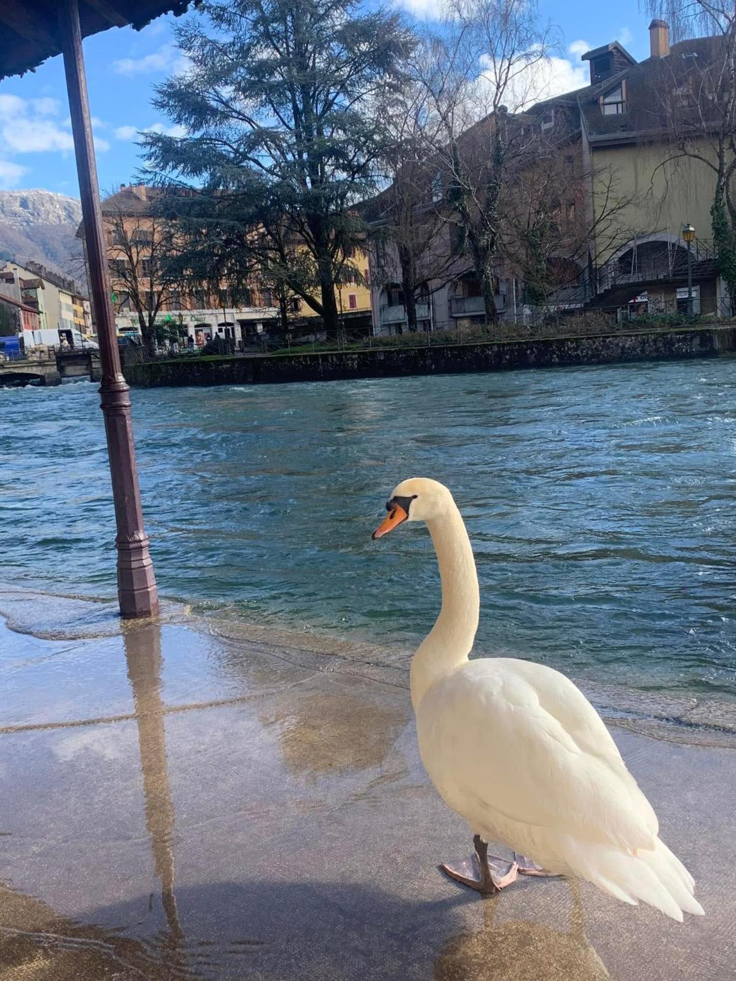 La Petite Venise Des Alpes, Ultra Centre 1 A 5 Pers Annecy Exterior foto